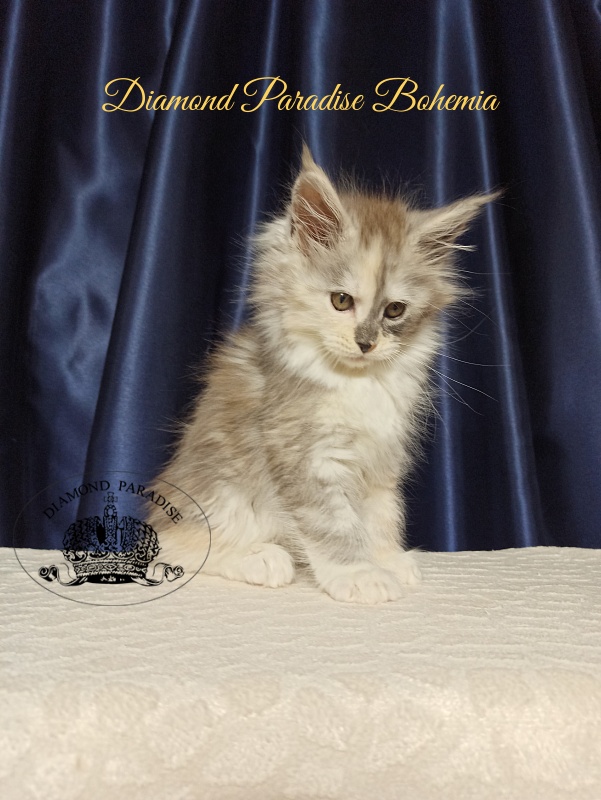 Diamond Paradise Bohemia - Kitten maine-coon 2 months