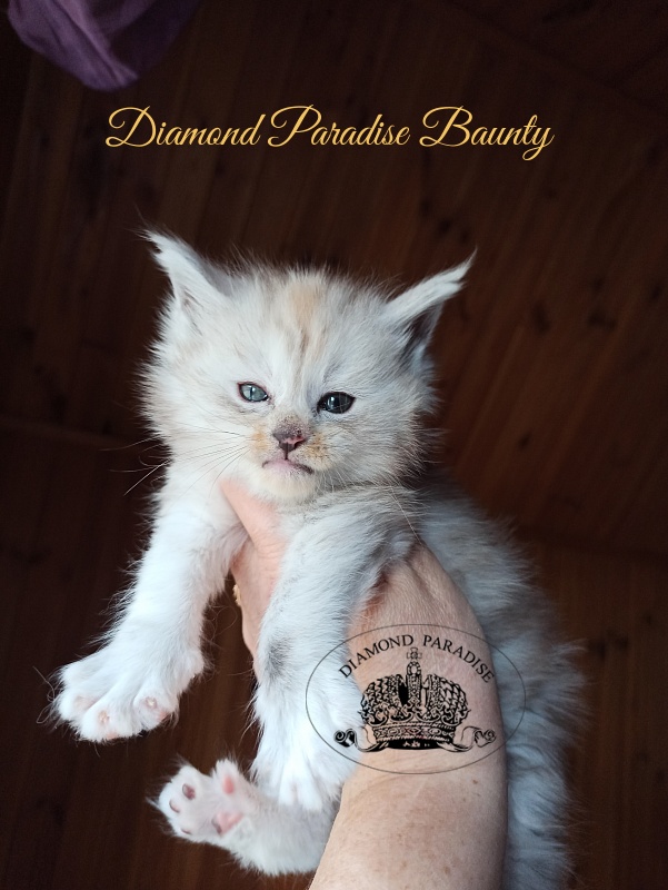 Diamond Paradise Baunty - Кошеня мейн-кун 1 місяць