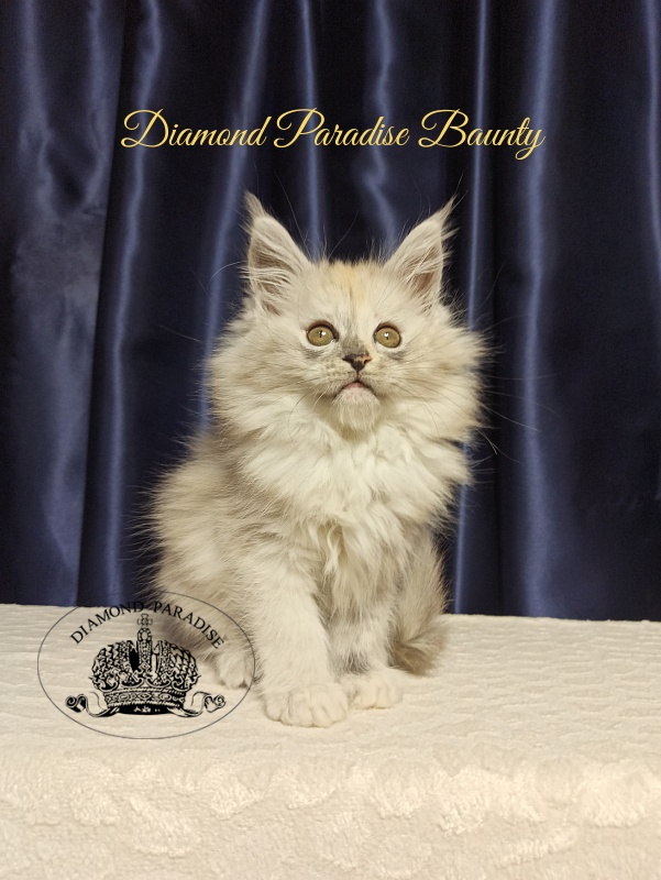 Diamond Paradise Baunty - Кошеня мейн-кун 2 місяця