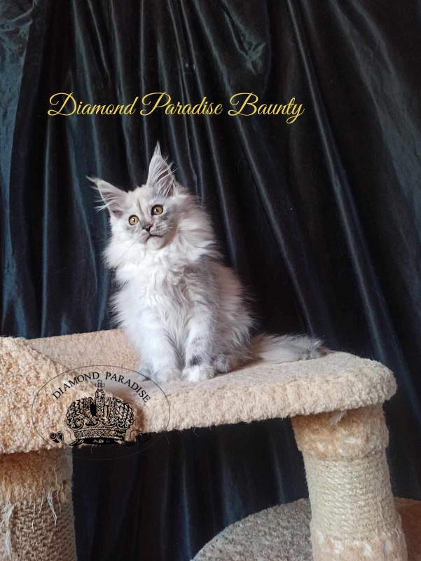 Diamond Paradise Baunty - Кошеня мейн-кун 3 місяця