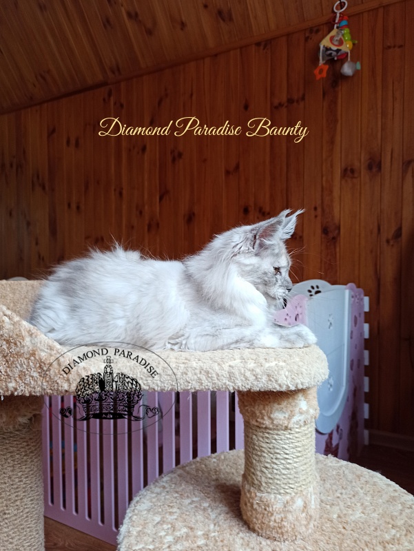 Diamond Paradise Baunty - Кошеня мейн-кун 3 місяця 4 тижні