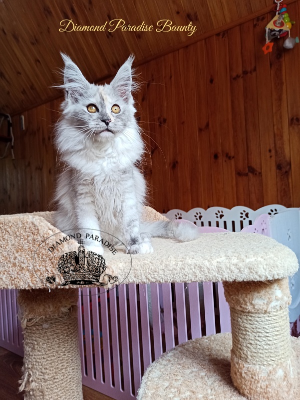 Diamond Paradise Baunty - Кошеня мейн-кун 3 місяця 4 тижні