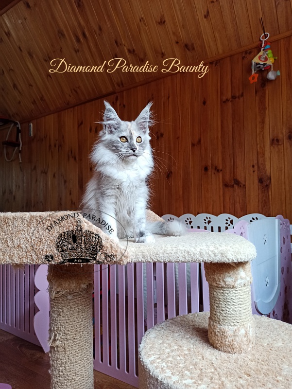 Diamond Paradise Baunty - Кошеня мейн-кун 3 місяця 4 тижні