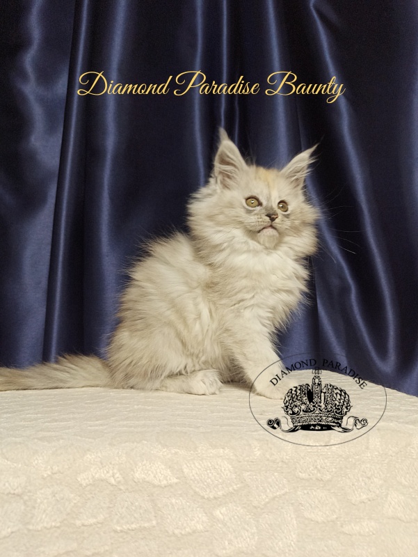 Diamond Paradise Baunty - Кошеня мейн-кун 2 місяця