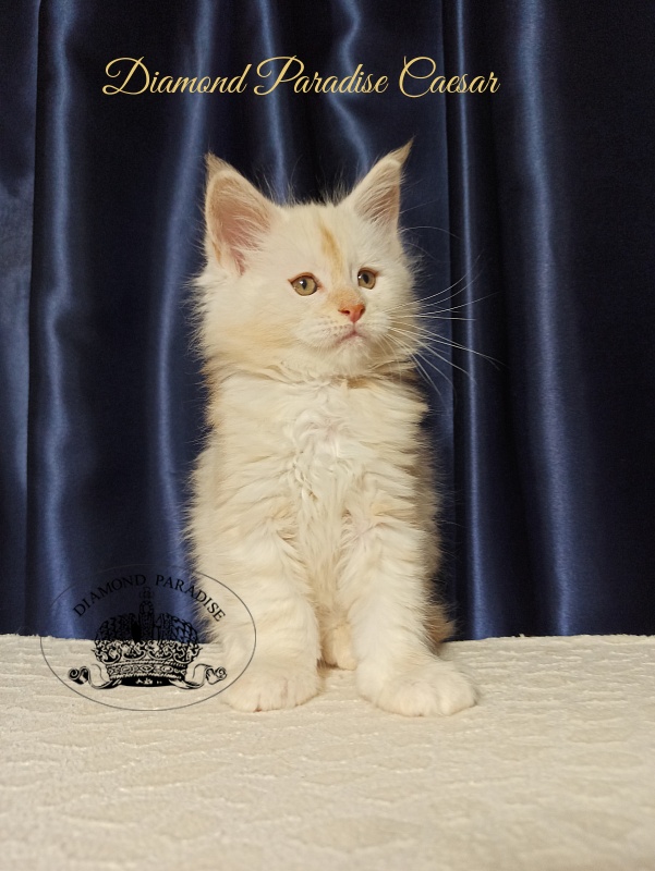 Diamond Paradise Caesar - Kitten maine-coon 1 month 2.5 weeks