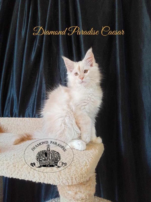 Diamond Paradise Caesar - Kitten maine-coon 2 months 2.5 weeks