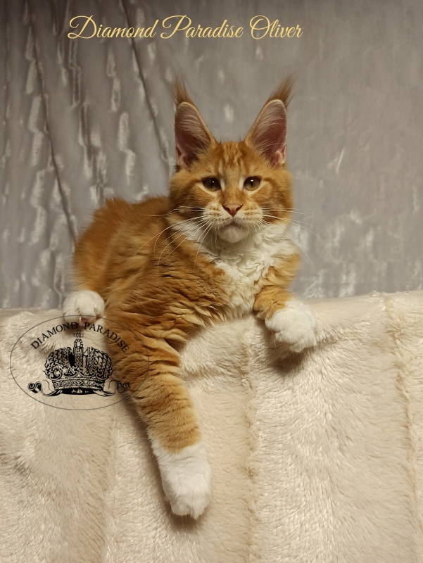 Diamond Paradise Oliver - Kitten maine-coon 4 months