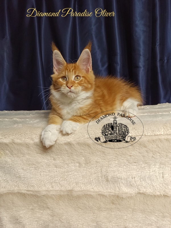 Diamond Paradise Oliver - Kitten maine-coon 3 months