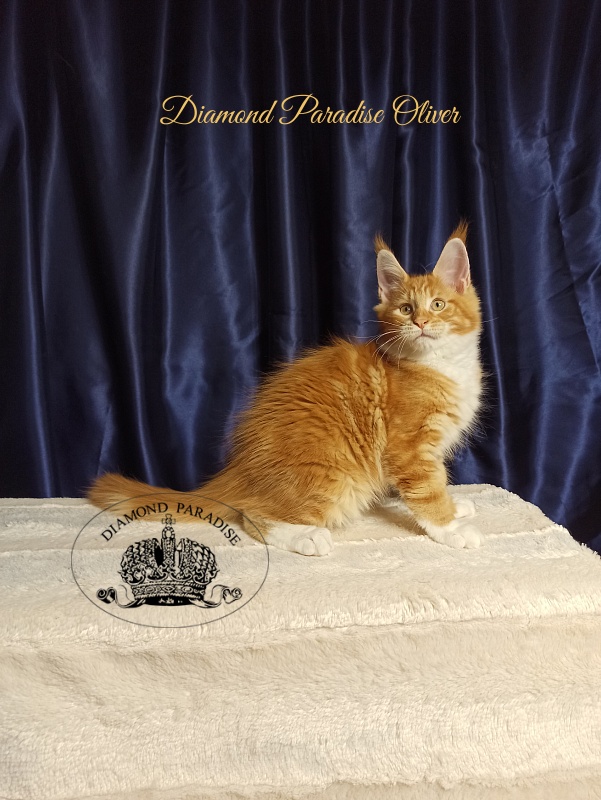 Diamond Paradise Oliver - Kitten maine-coon 3 months