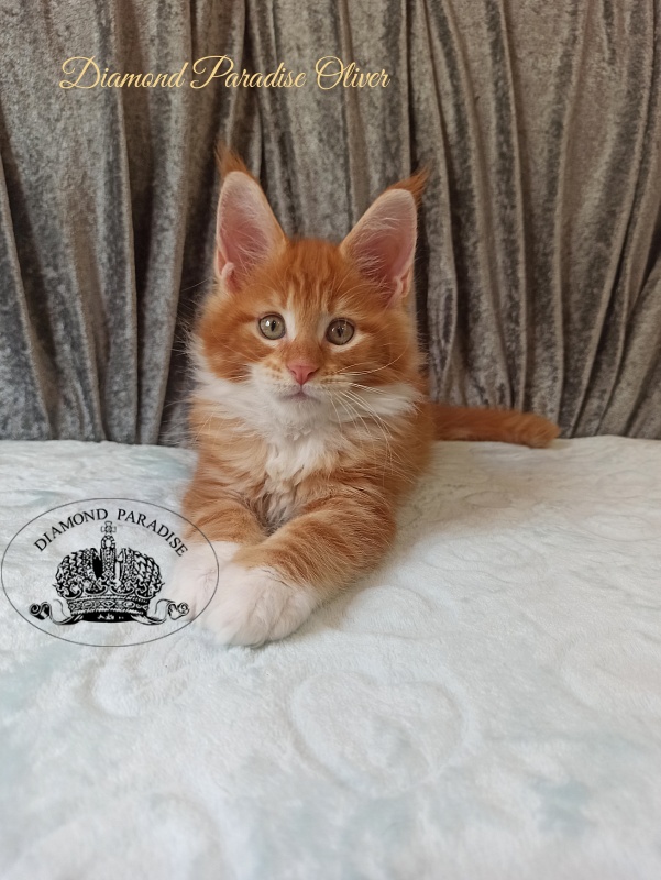 Diamond Paradise Oliver - Kitten maine-coon 2 months