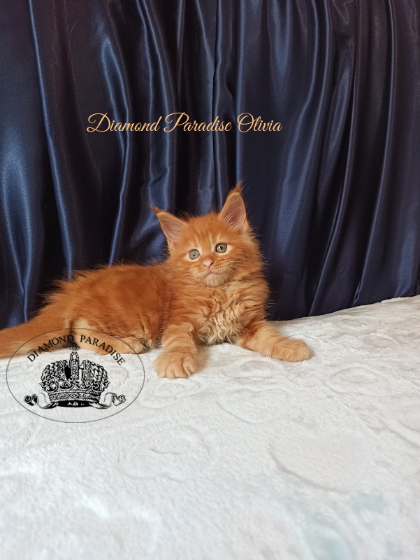 Diamond Paradise Olivia - Котенок мейн-кун 1 месяц 1,5 неделя