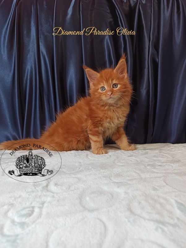Diamond Paradise Olivia - Котенок мейн-кун 1 месяц 1,5 неделя