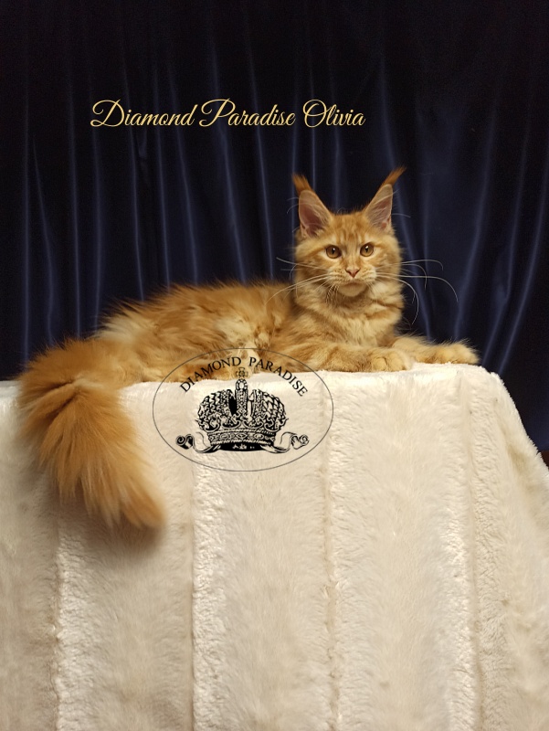 Diamond Paradise Olivia - Котенок мейн-кун 5 месяцев