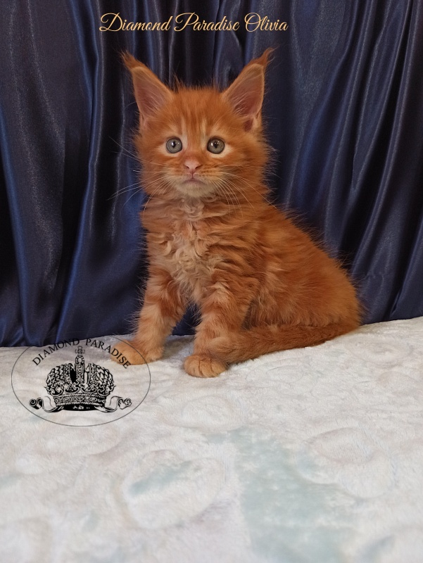 Diamond Paradise Olivia - Котенок мейн-кун 1 месяц 1,5 неделя