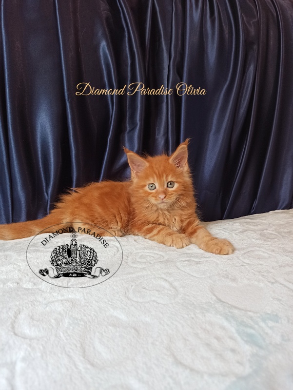 Diamond Paradise Olivia - Котенок мейн-кун 1 месяц 1,5 неделя