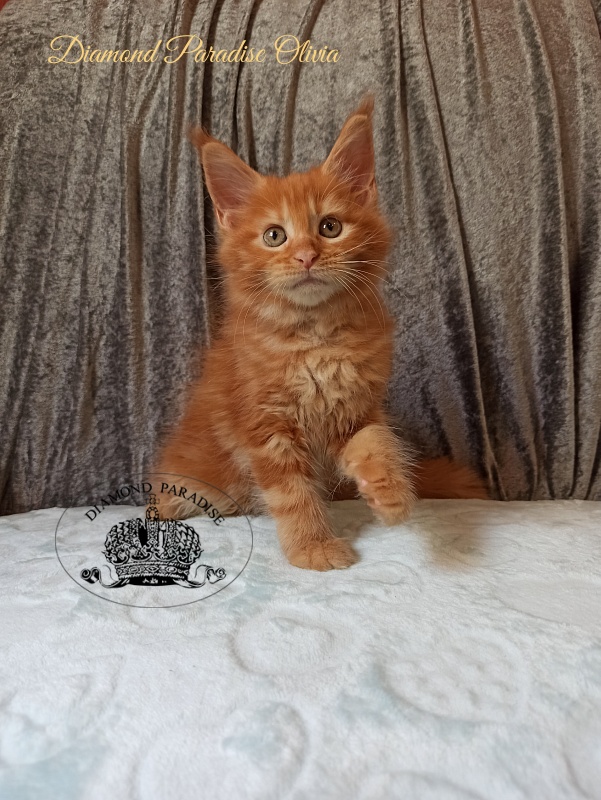 Diamond Paradise Olivia - Котенок мейн-кун 2 месяца