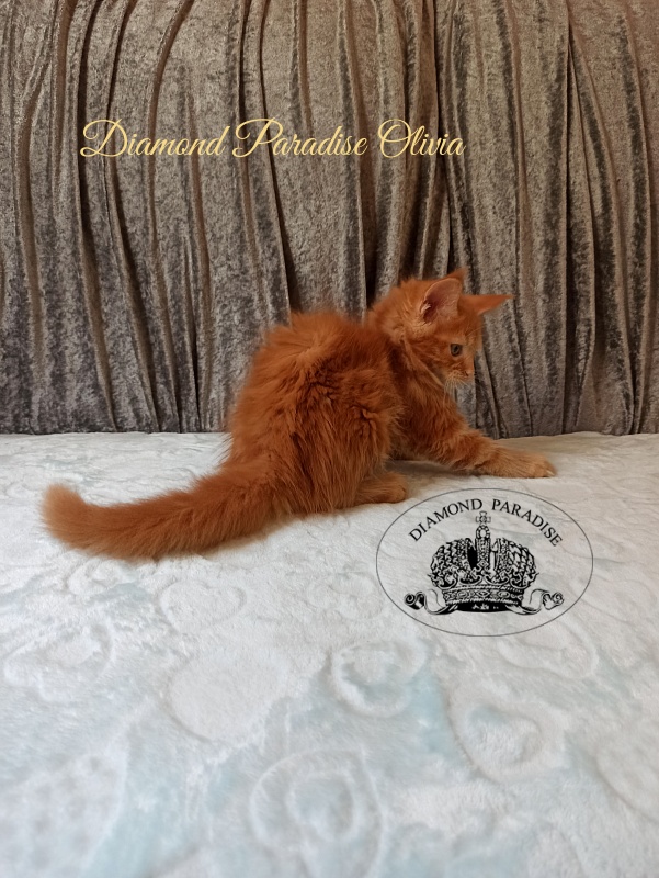 Diamond Paradise Olivia - Котенок мейн-кун 2 месяца