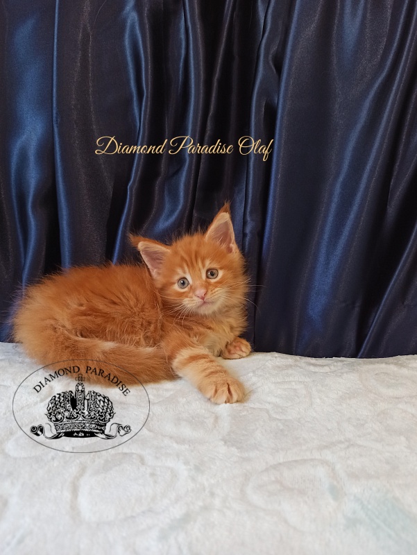 Diamond Paradise Olaf - Kitten maine-coon 1 month 1.5 week