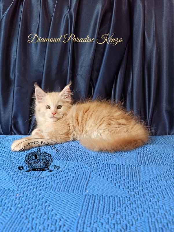 Diamond Paradise Kenzo - Кошеня мейн-кун 2 місяця