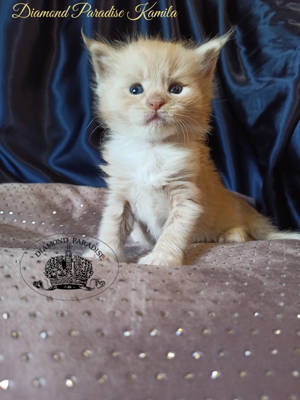 Diamond Paradise Kamila - Котенок мейн-кун 1 месяц