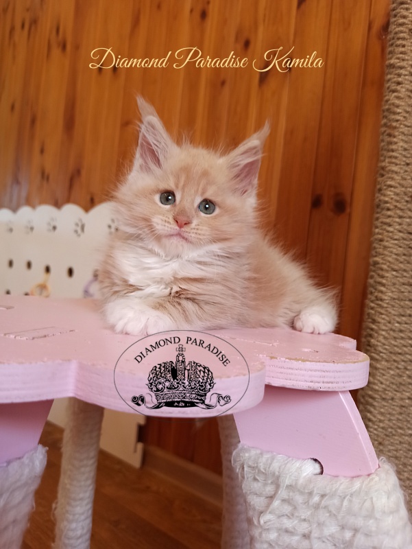 Diamond Paradise Kamila - Котенок мейн-кун 1 месяц 4 недели