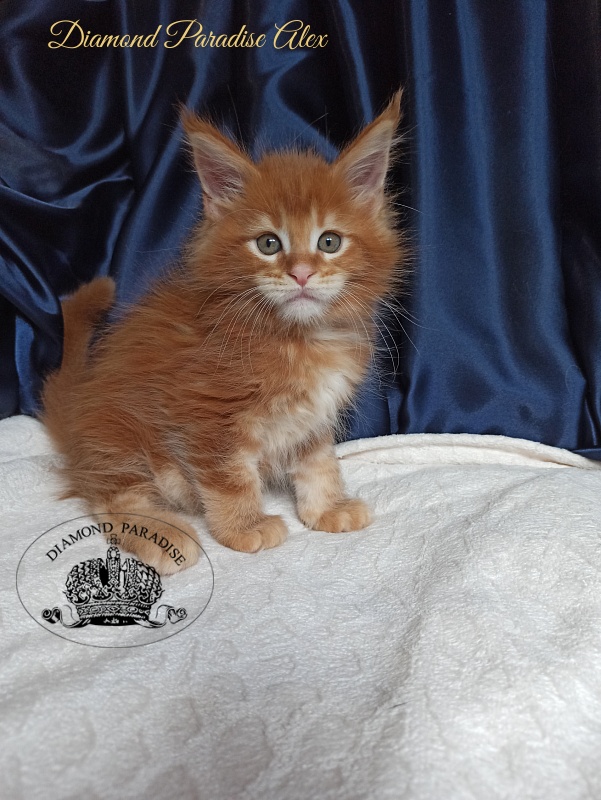 Diamond Paradise Alex - Kitten maine-coon 1 month 4 weeks