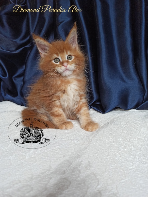 Diamond Paradise Alex - Kitten maine-coon 1 month 4 weeks