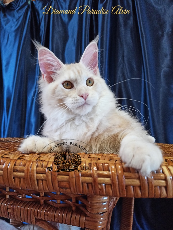 Diamond Paradise Alvin - Kitten maine-coon 5 months 3 weeks