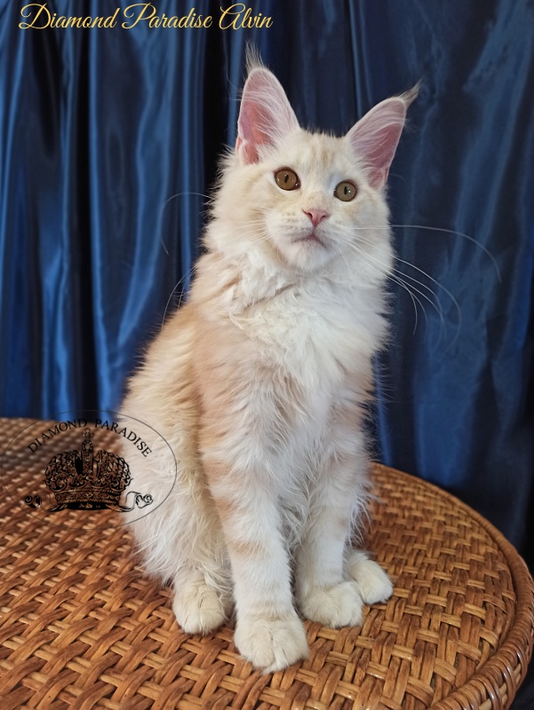 Diamond Paradise Alvin - Kitten maine-coon 5 months 3 weeks