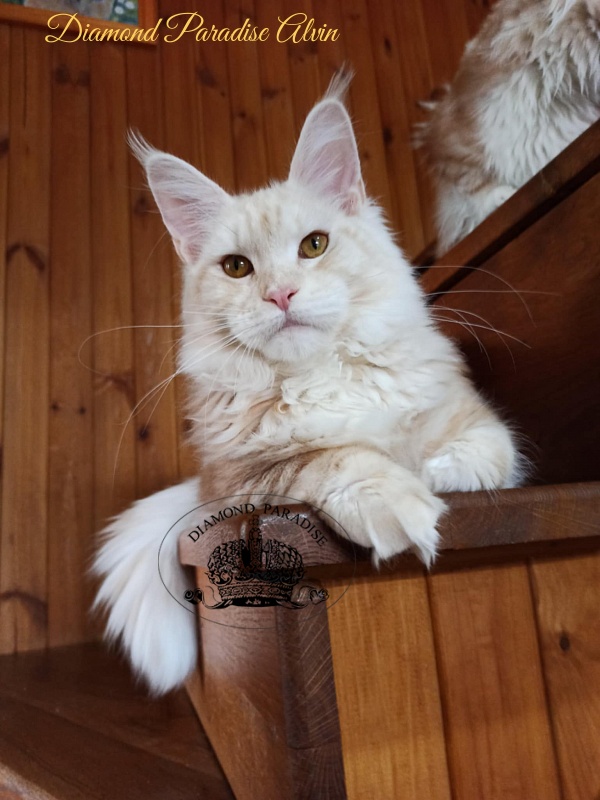 Diamond Paradise Alvin - Junior maine-coon 7 months 2 weeks