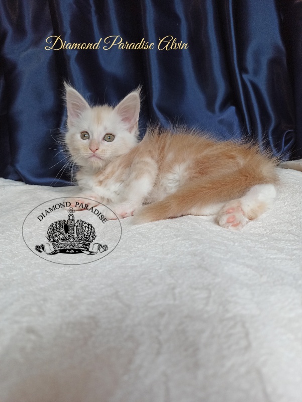 Diamond Paradise Alvin - Kitten maine-coon 1 month 4 weeks