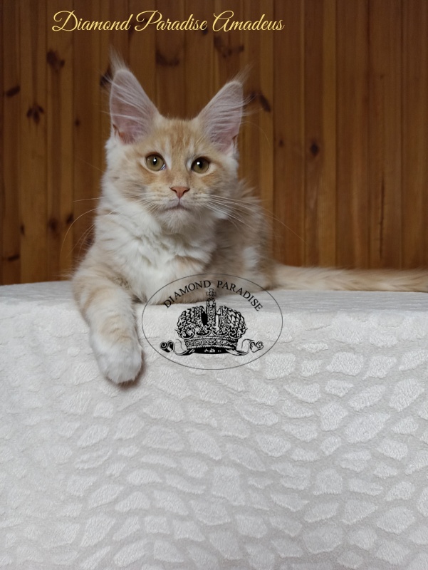 Diamond Paradise Amadeus - Кошеня мейн-кун 3 місяця 3 тижні