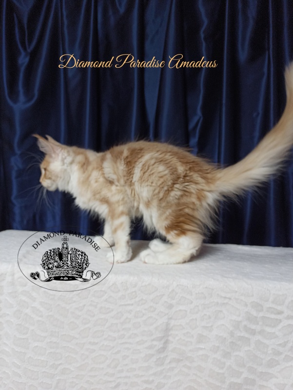 Diamond Paradise Amadeus - Кошеня мейн-кун 4 місяця 1 тиждень
