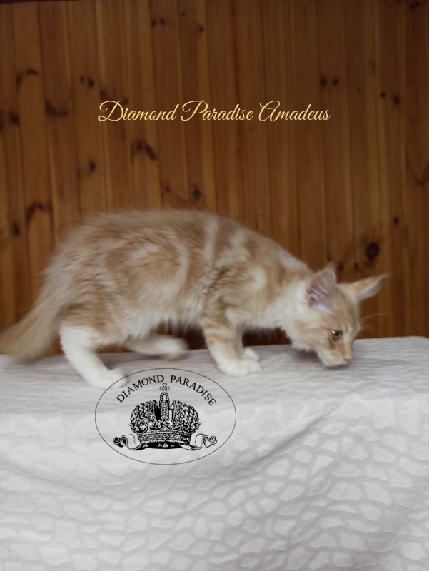 Diamond Paradise Amadeus - Кошеня мейн-кун 3 місяця 3 тижні