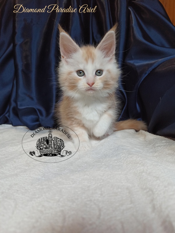 Diamond Paradise Ariel - Котенок мейн-кун 1 месяц 4 недели