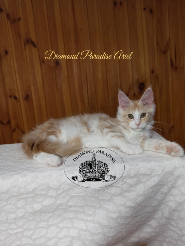 Diamond Paradise Ariel - Котенок мейн-кун 3 месяца 3 недели