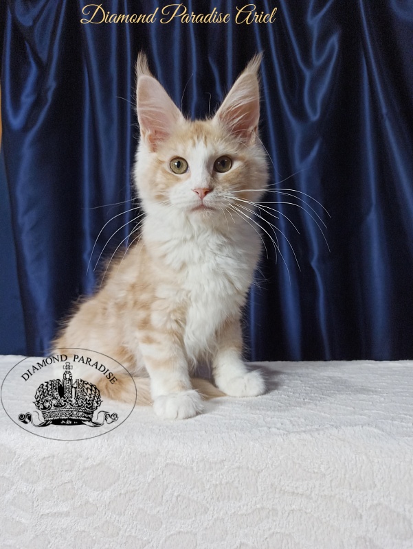 Diamond Paradise Ariel - Котенок мейн-кун 4 месяца 1 неделя