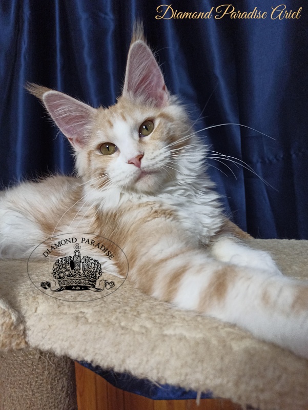 Diamond Paradise Ariel - Котенок мейн-кун 5 месяцев 3 недели