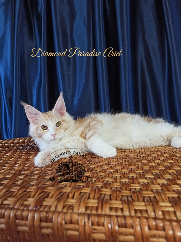 Diamond Paradise Ariel - Котенок мейн-кун 5 месяцев 3 недели