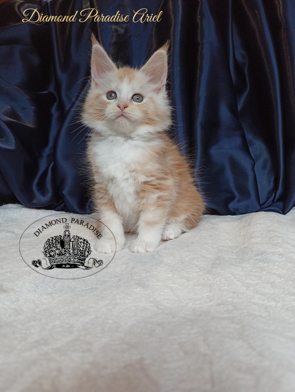 Diamond Paradise Ariel - Котенок мейн-кун 1 месяц 4 недели