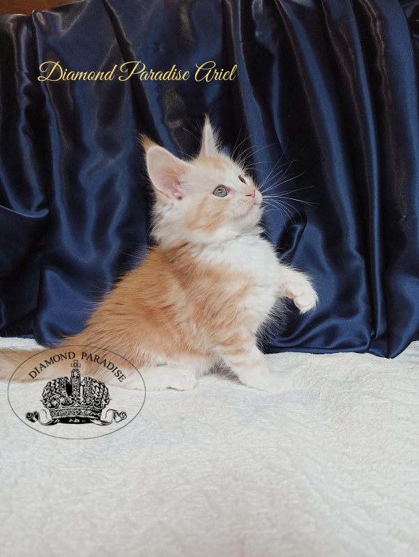 Diamond Paradise Ariel - Котенок мейн-кун 1 месяц 4 недели