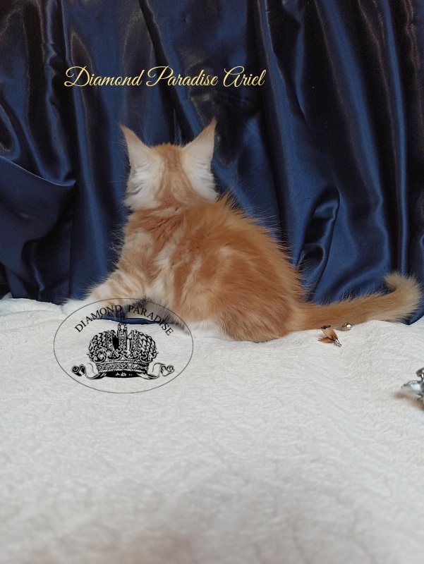 Diamond Paradise Ariel - Котенок мейн-кун 1 месяц 4 недели