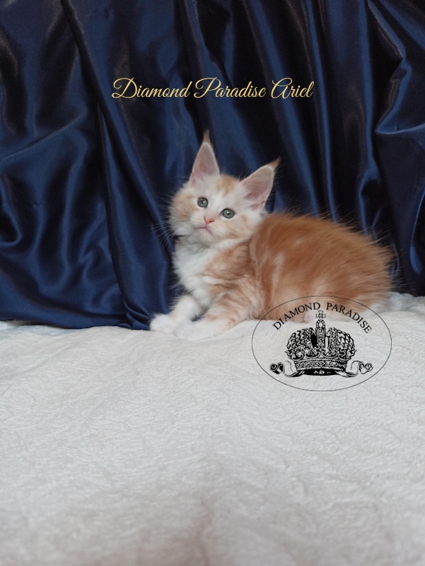 Diamond Paradise Ariel - Котенок мейн-кун 1 месяц 4 недели