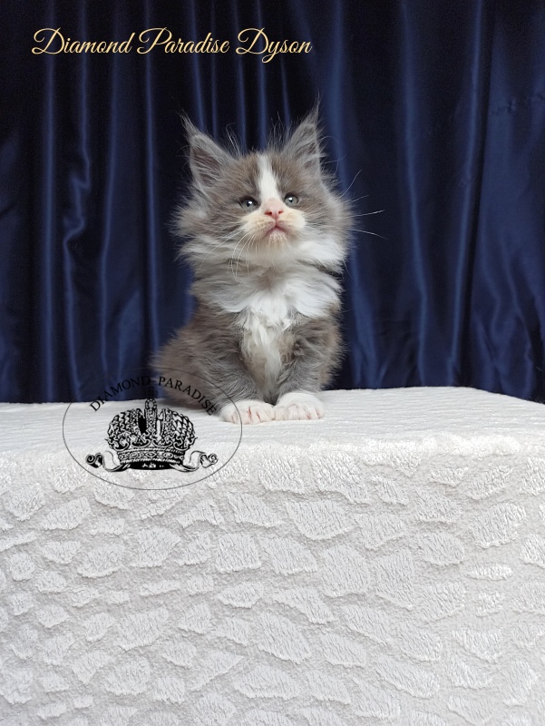 Diamond Paradise Dyson - Котенок мейн-кун 1 месяц 3,5 недели
