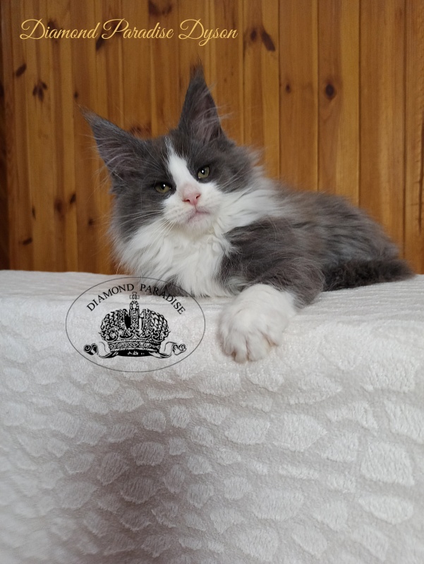 Diamond Paradise Dyson - Котенок мейн-кун 2 месяца 4 недели