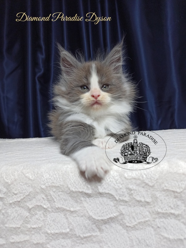 Diamond Paradise Dyson - Котенок мейн-кун 1 месяц 3,5 недели