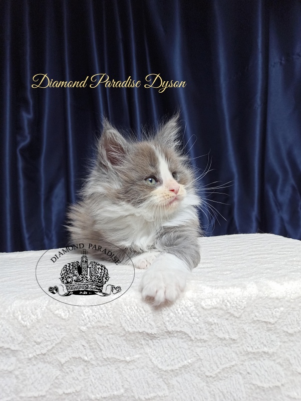Diamond Paradise Dyson - Котенок мейн-кун 1 месяц 3,5 недели