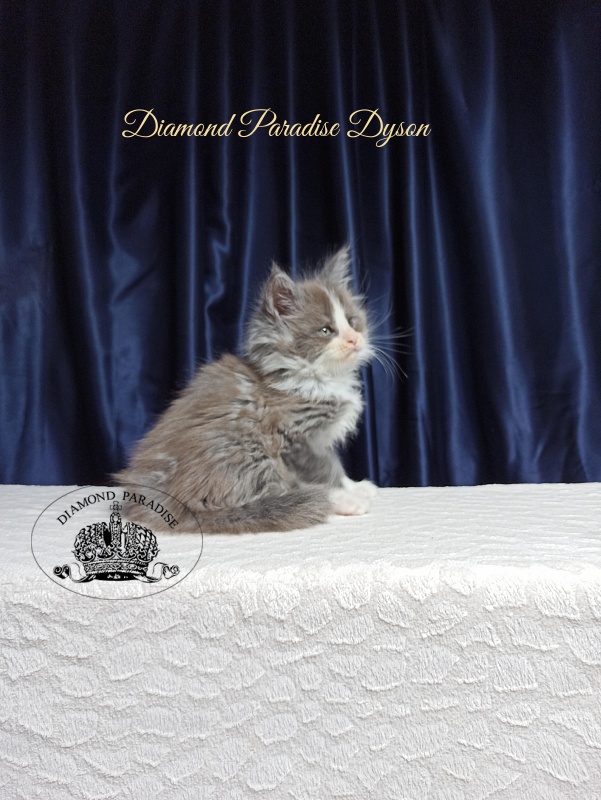 Diamond Paradise Dyson - Котенок мейн-кун 1 месяц 3,5 недели