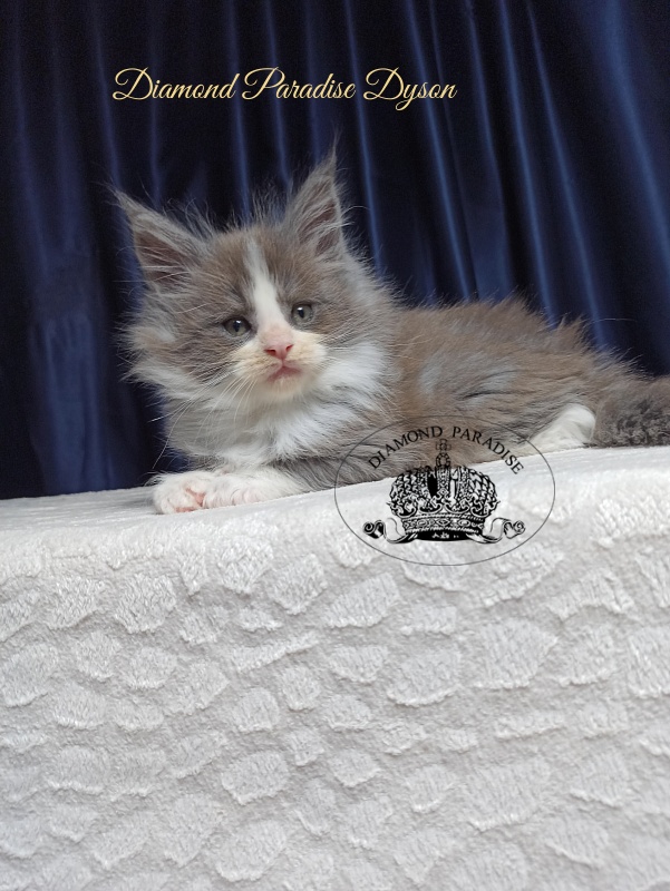 Diamond Paradise Dyson - Котенок мейн-кун 1 месяц 3,5 недели
