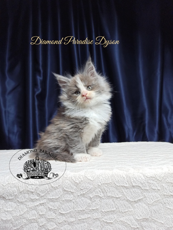 Diamond Paradise Dyson - Котенок мейн-кун 1 месяц 3,5 недели